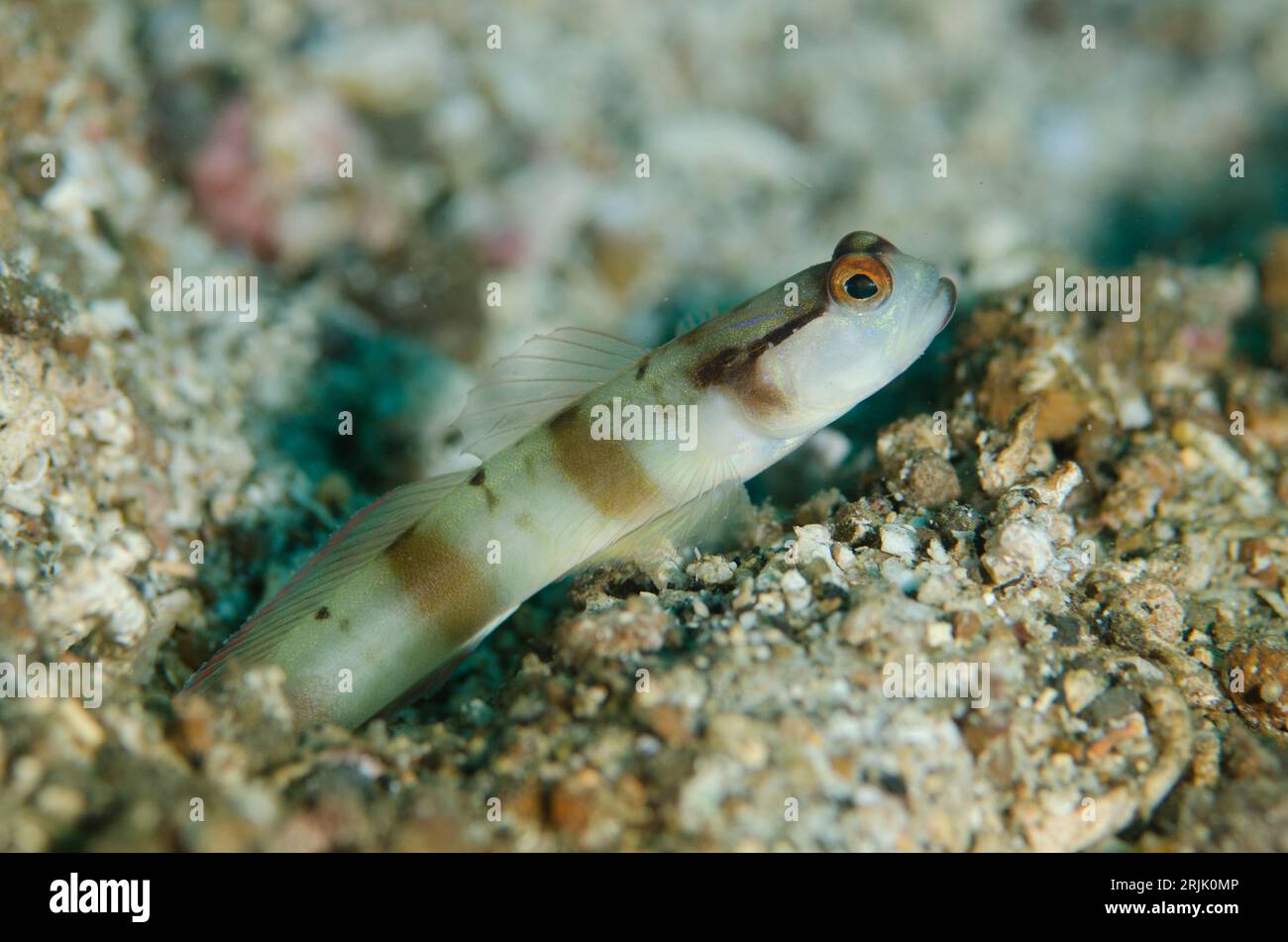 Shrimpgoby mascherato, Amblyeleotris gymnocephala, all'ingresso del buco, sito di immersione Critter Hunt, stretto di Lembeh, Sulawesi, Indonesia Foto Stock