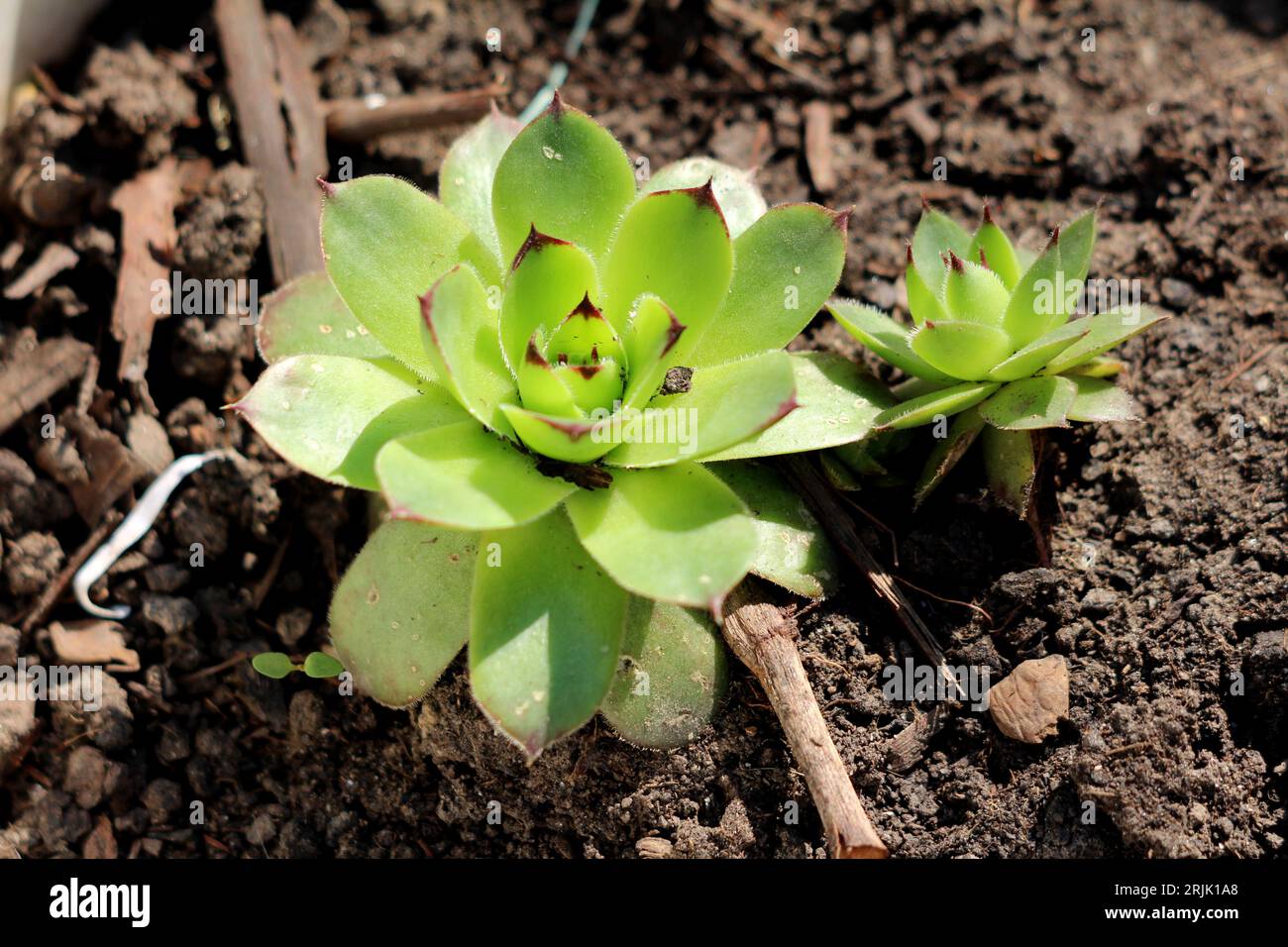 Grande e piccolo Houseleek comune o Sempervivum tectorum o Barba Bullocks o Devils barba o Earwort o Rosette che formano succulente perenne sempreverde Foto Stock