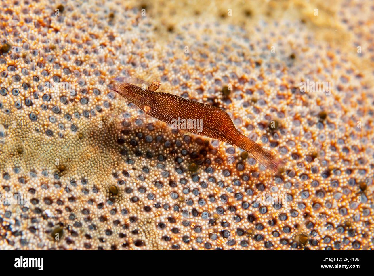 Stelle marine gamberetti, Periclimenes soror, On Cushion Star, Culcita novaeguineae, sito di immersione Kereko Batu, stretto di Lembeh, Sulawesi, Indonesia Foto Stock