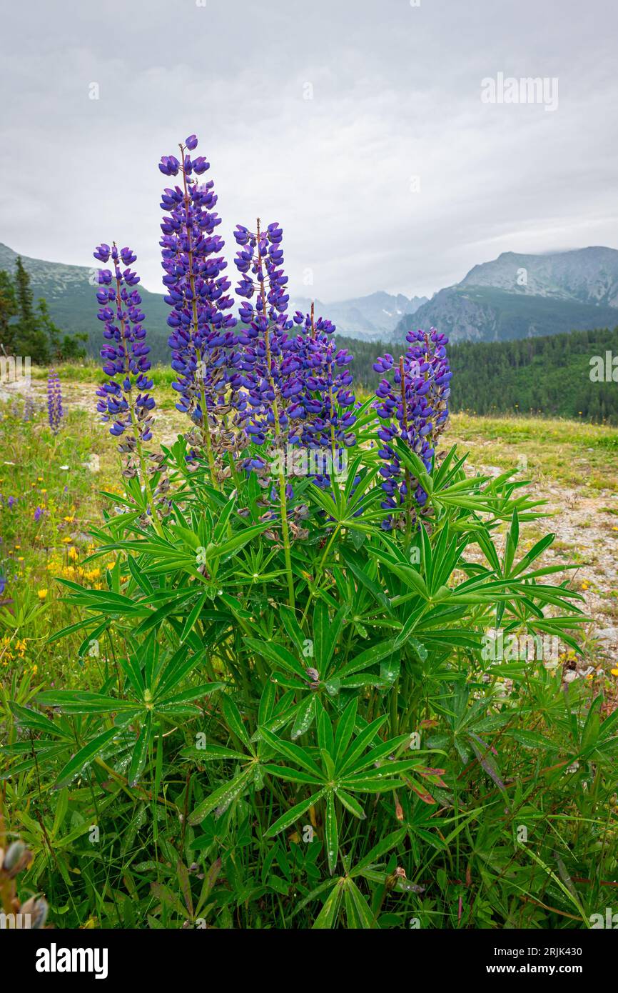 Fiori da blu a viola di orchidea viola precoce Foto Stock