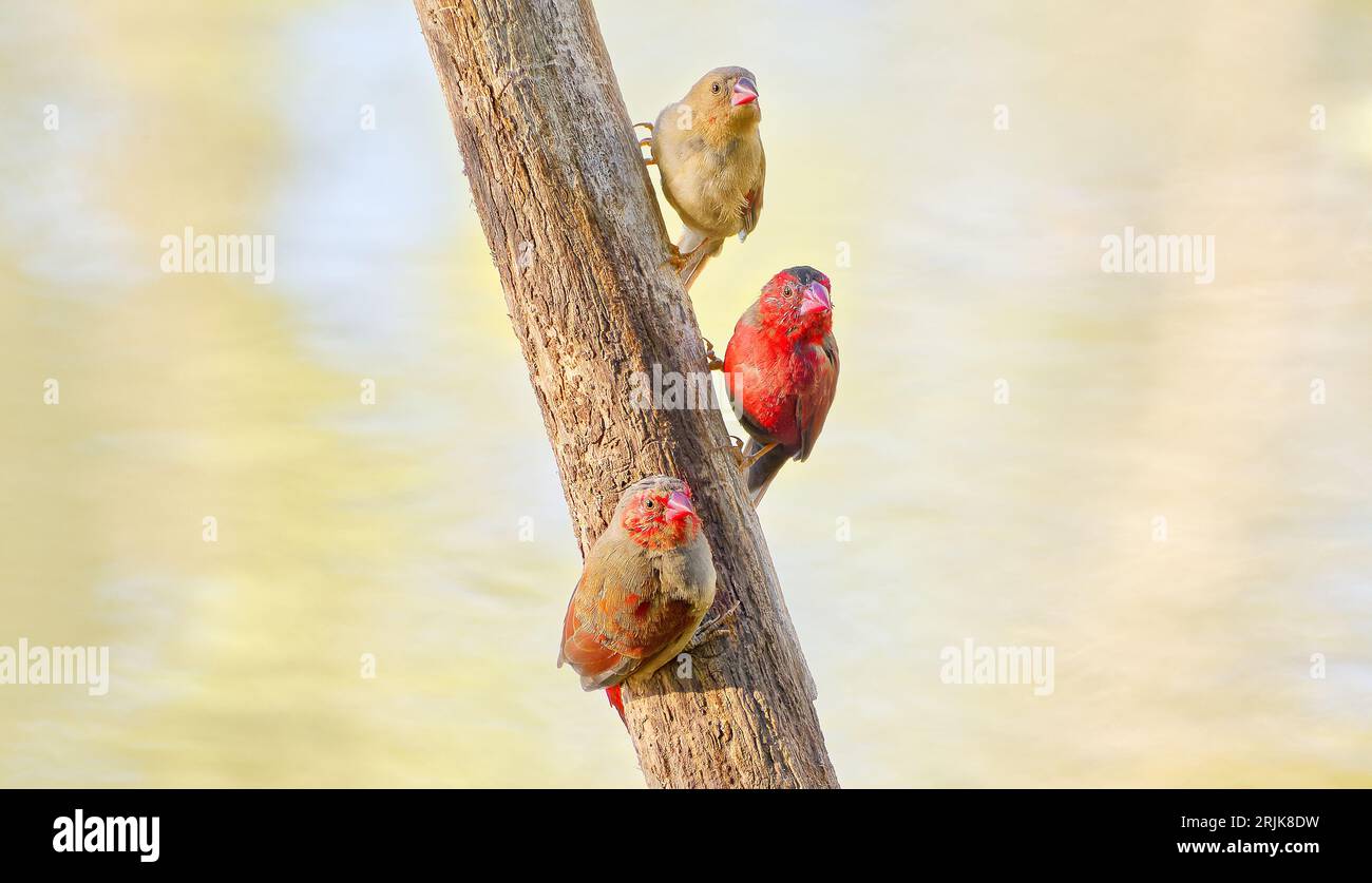 Un trio di uccelli immaturi Crimson finch su un tronco con acqua sullo sfondo a Lee Point Dam, Muirhead North Bushland, Darwin, Northern Territory Foto Stock