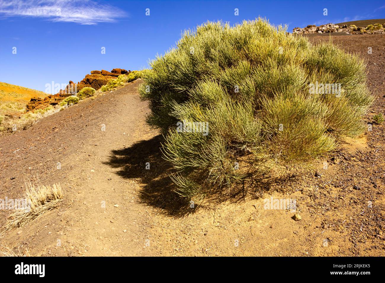 Fai trekking attraverso il parco nazionale di Las Canadas, il parco nazionale del Teide, Tenerife, Spagna Foto Stock