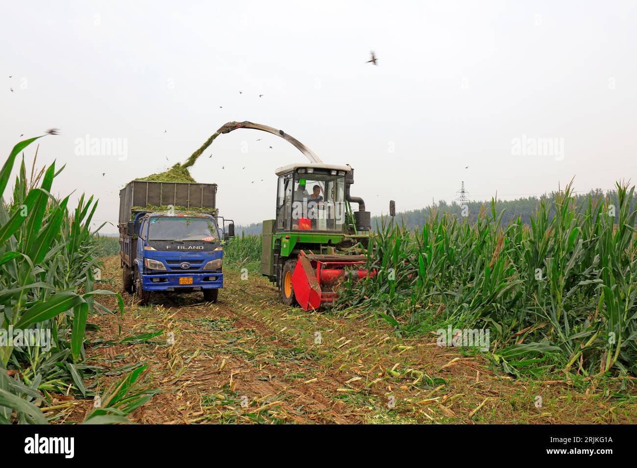 Contea di Luannan - 30 agosto 2018: Sito di raccolta del mais per insilato, Luannan, Hebei, Cina Foto Stock