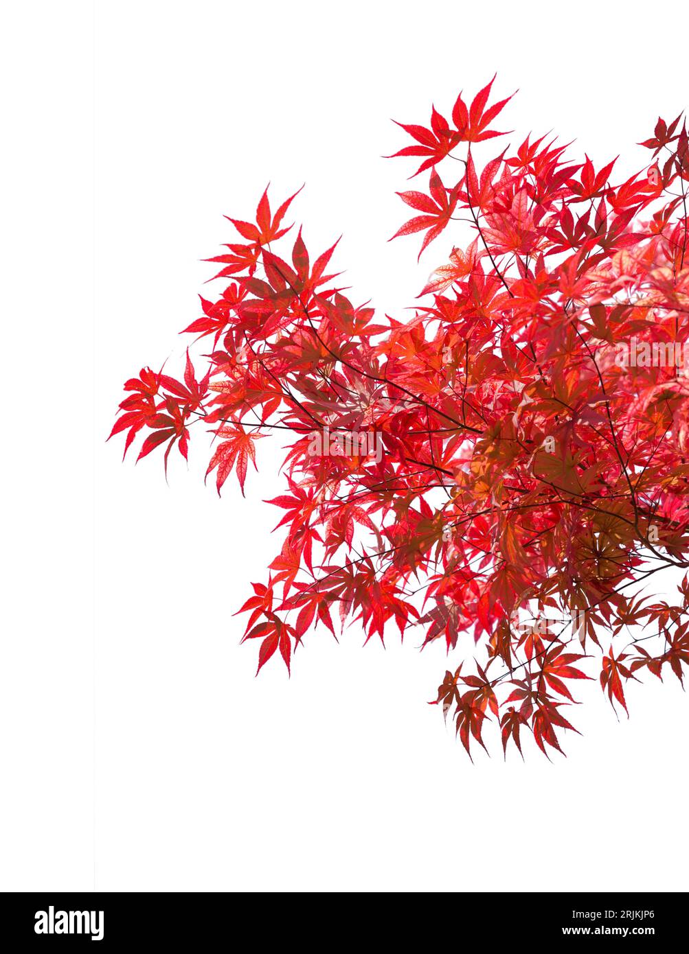 Rami con foglie autunnali rosse isolate su sfondo bianco. Acer palmatum (acero giapponese). Messa a fuoco selettiva. Foto Stock
