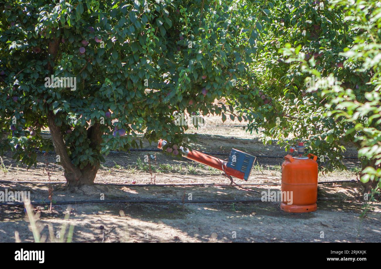 Macchina per spaventare gli uccelli collocata tra gli alberi di prugna. Questo dispositivo crea forti esplosioni per proteggere i raccolti e spaventare gli uccelli. Foto Stock