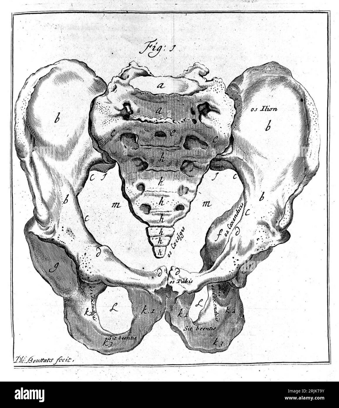 H. van Deventer: Il bacino. - Descrizione Pelvis. Il bacino è una struttura ad anello situata alla base della colonna vertebrale umana. È composto Foto Stock