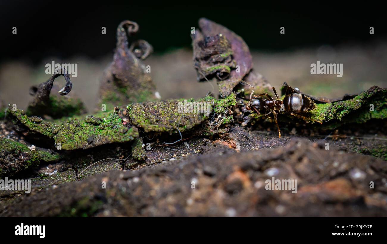 Diverse formiche appollaiate su un ramo d'albero ricoperto di muschio Foto Stock