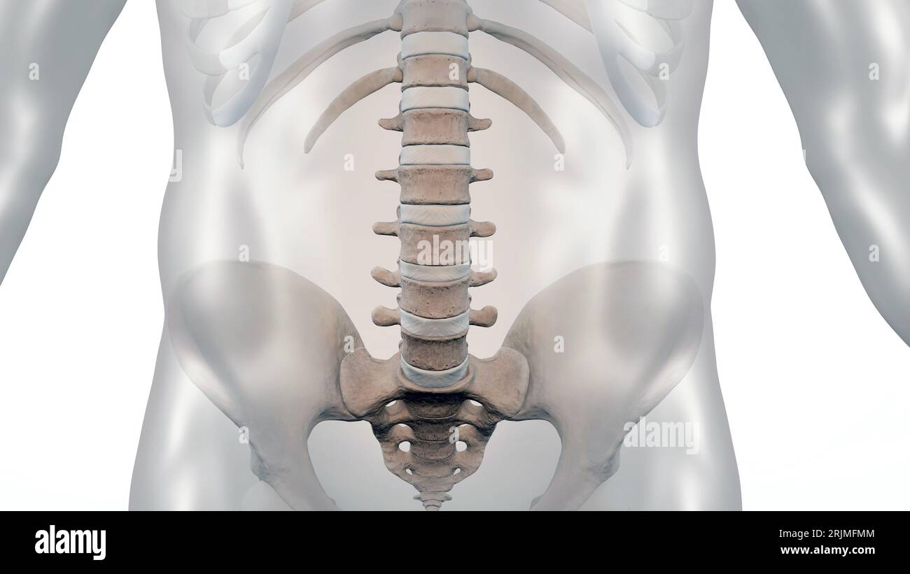 Illustrazione medica 3D della regione pelvica inferiore del torso dello scheletro umano Foto Stock