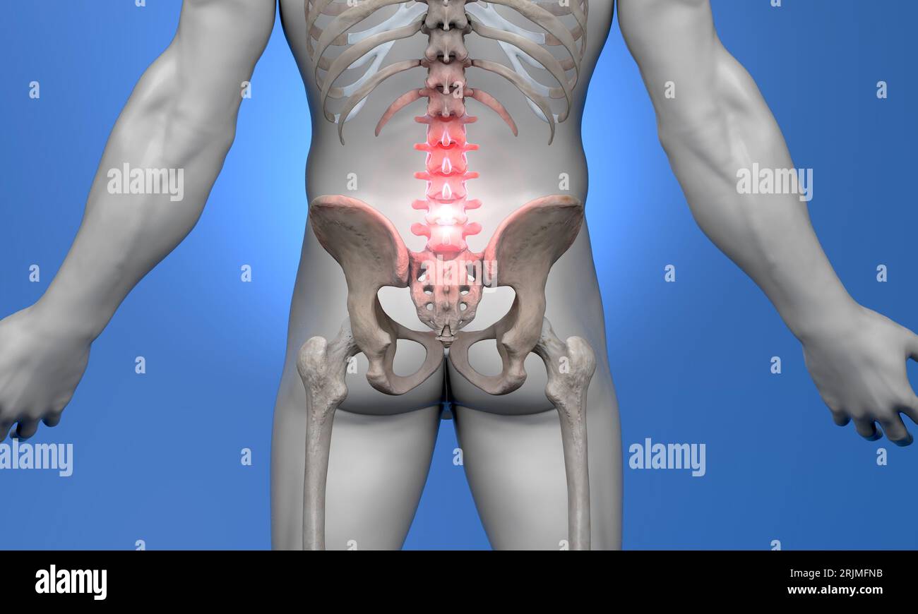 Anatomia della colonna vertebrale umana. Mal di schiena e mal di schiena Foto Stock