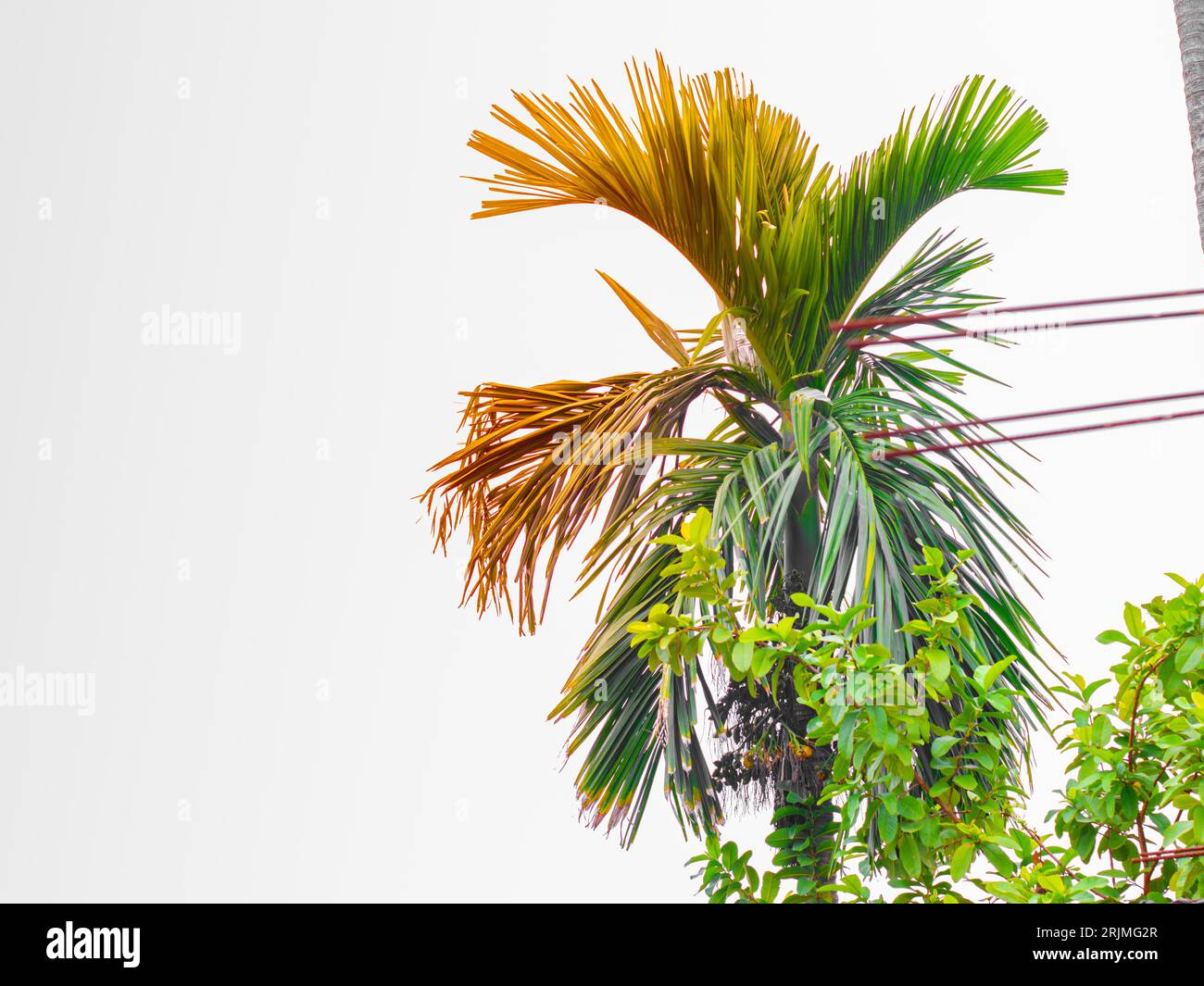 Cielo pomeridiano con bellissime nuvole bianche, un singolo albero di betel verde Foto Stock