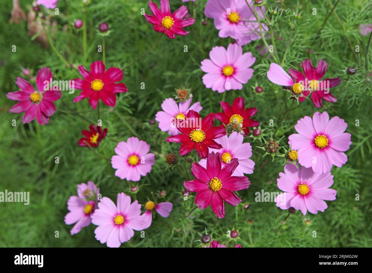 Pink Cosmos bipinnatus, comunemente chiamato cosmo del giardino o aster messicano, in fiore. Foto Stock