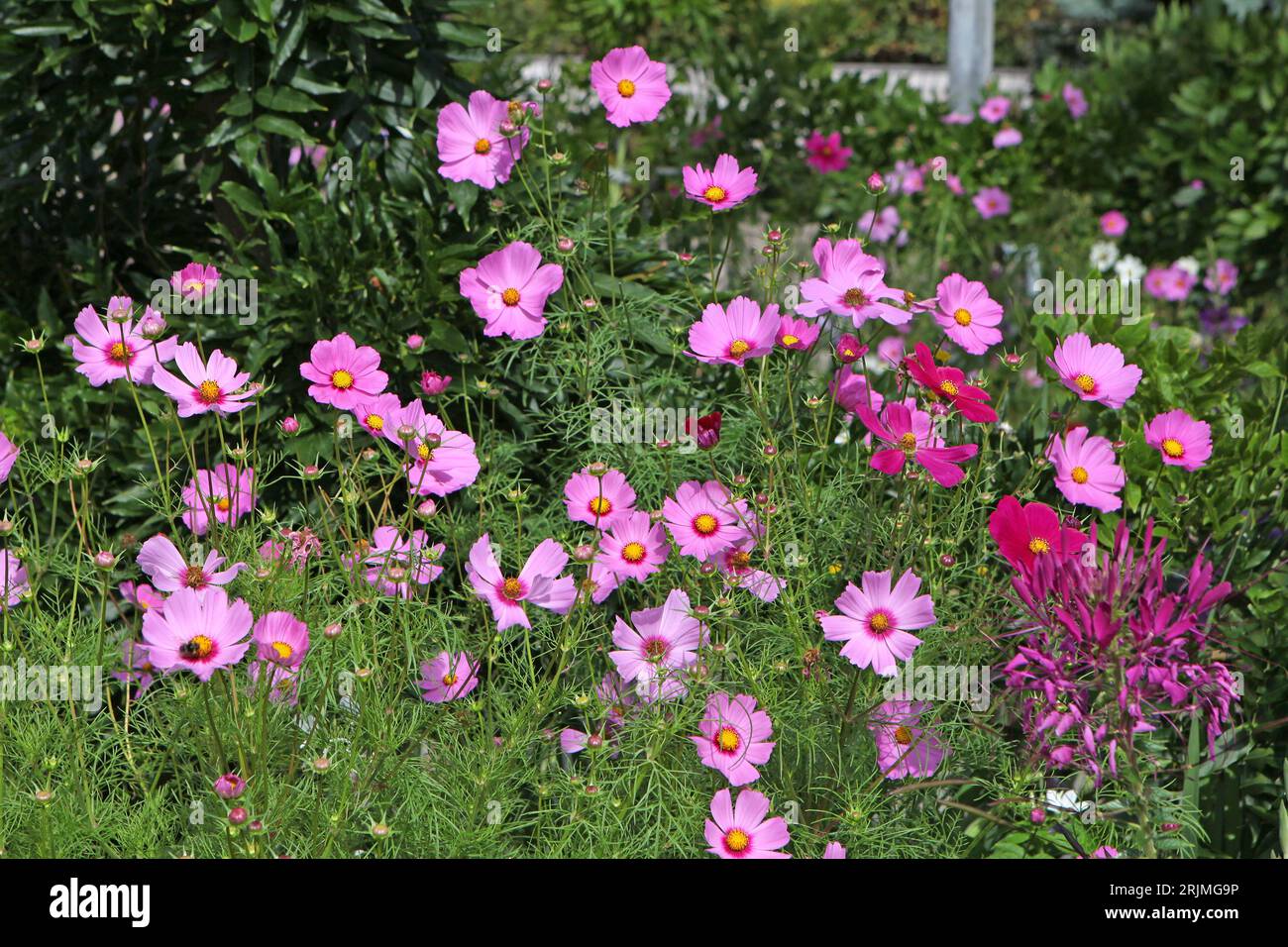 Pink Cosmos bipinnatus, comunemente chiamato cosmo del giardino o aster messicano, in fiore. Foto Stock