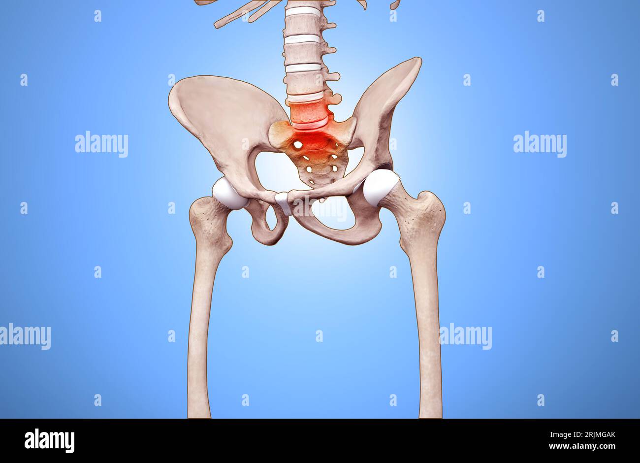 Anatomia della colonna vertebrale umana. Mal di schiena e mal di schiena Foto Stock