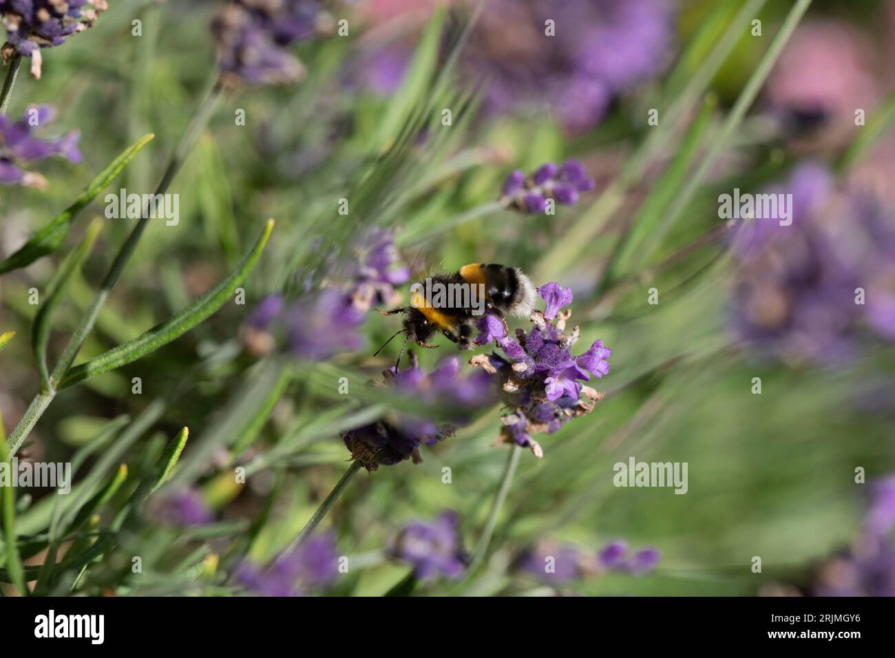 Bumble Bee dalle zampe bianche che si nutrono di nettare da un fiore di lavanda in estate, Inghilterra, Regno Unito Foto Stock