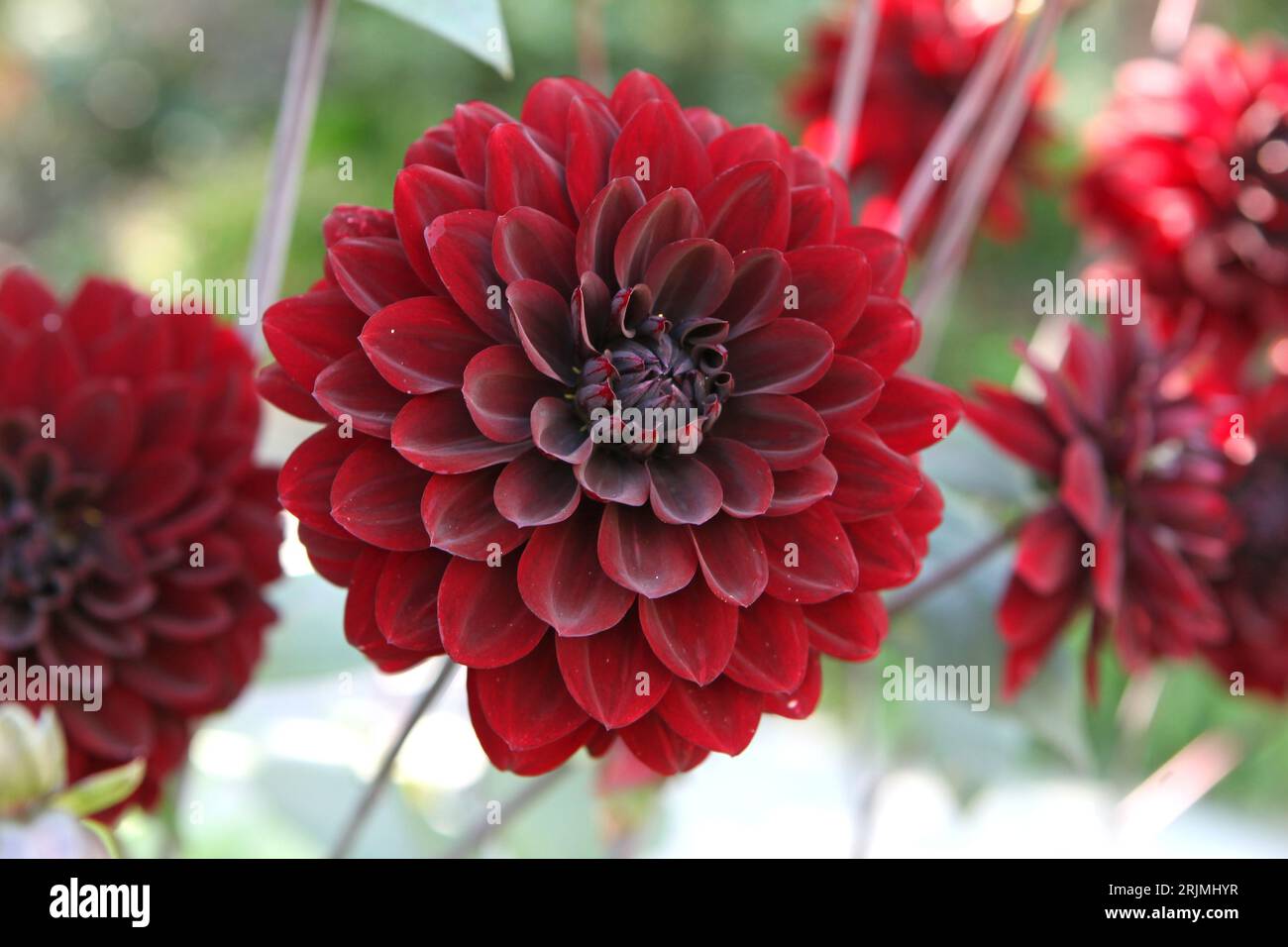Dahlia "Karma Choc" decorata in rosso marrone in fiore. Foto Stock