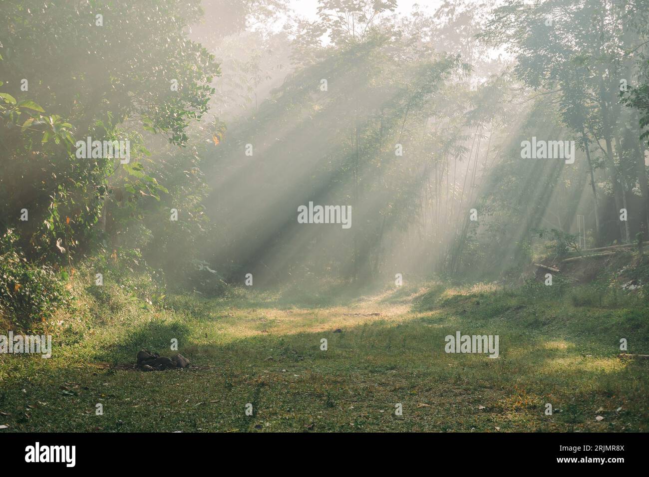 Raggi di luce che illuminano il terreno aperto nel mezzo della foresta Foto Stock