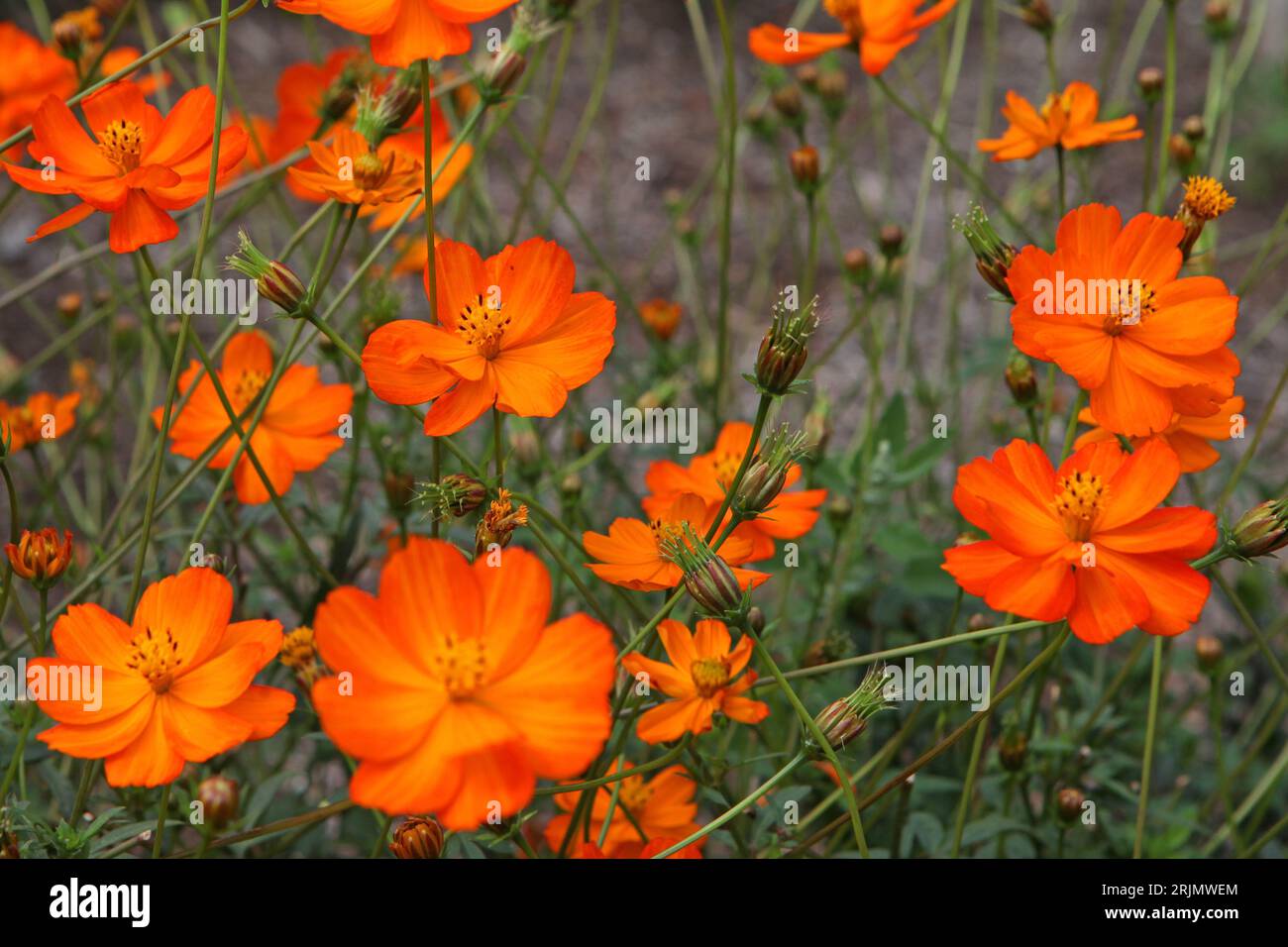 Orange Cosmos sulfureus, o cosmo zolfo, "luci luminose" in fiore. Foto Stock