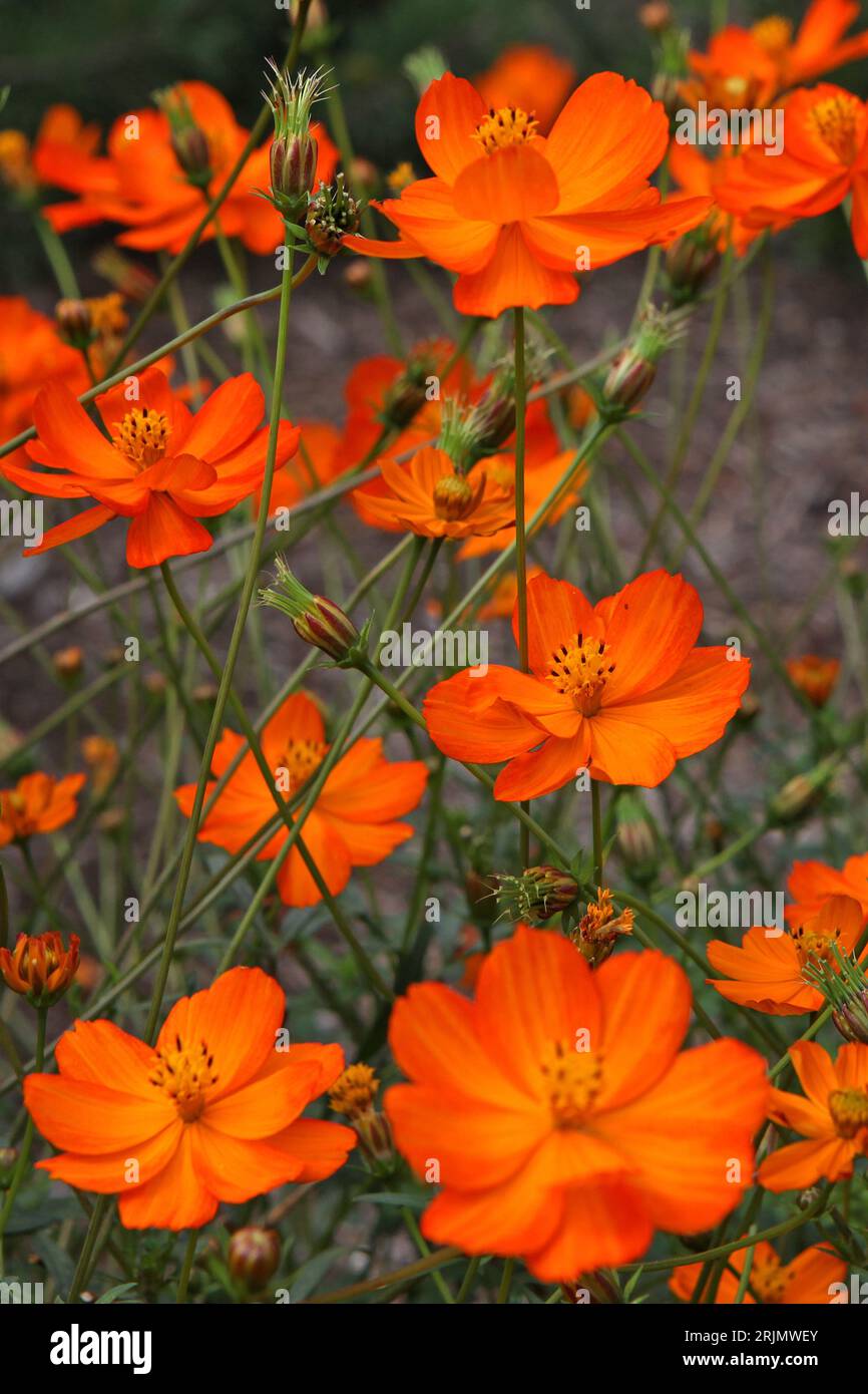 Orange Cosmos sulfureus, o cosmo zolfo, "luci luminose" in fiore. Foto Stock