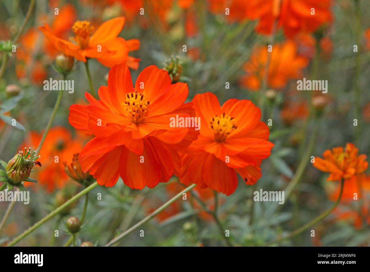Orange Cosmos sulfureus, o cosmo zolfo, "luci luminose" in fiore. Foto Stock