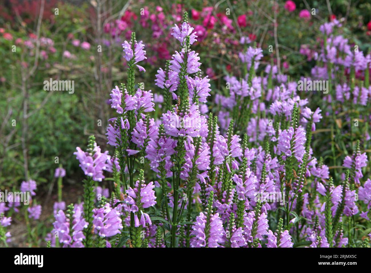 Physostegia virginiana viola, la pianta obbediente o falsa testa di drago Ôrose crownÕ in fiore. Foto Stock