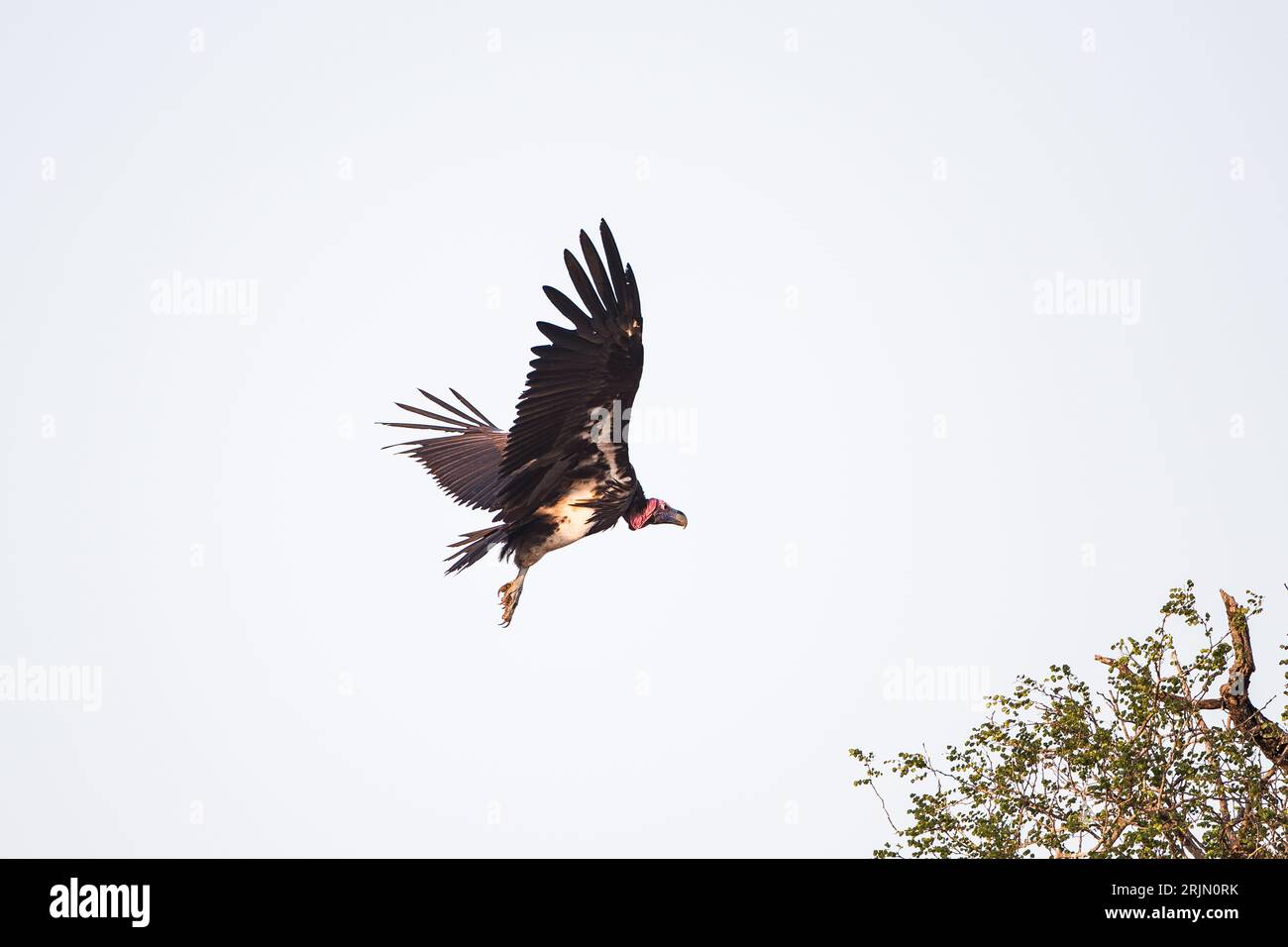 Red-headed Vulture, Sarcogyps Calvus, volo in volo per la conservazione della fauna selvatica in volo turismo in Sudafrica Foto Stock