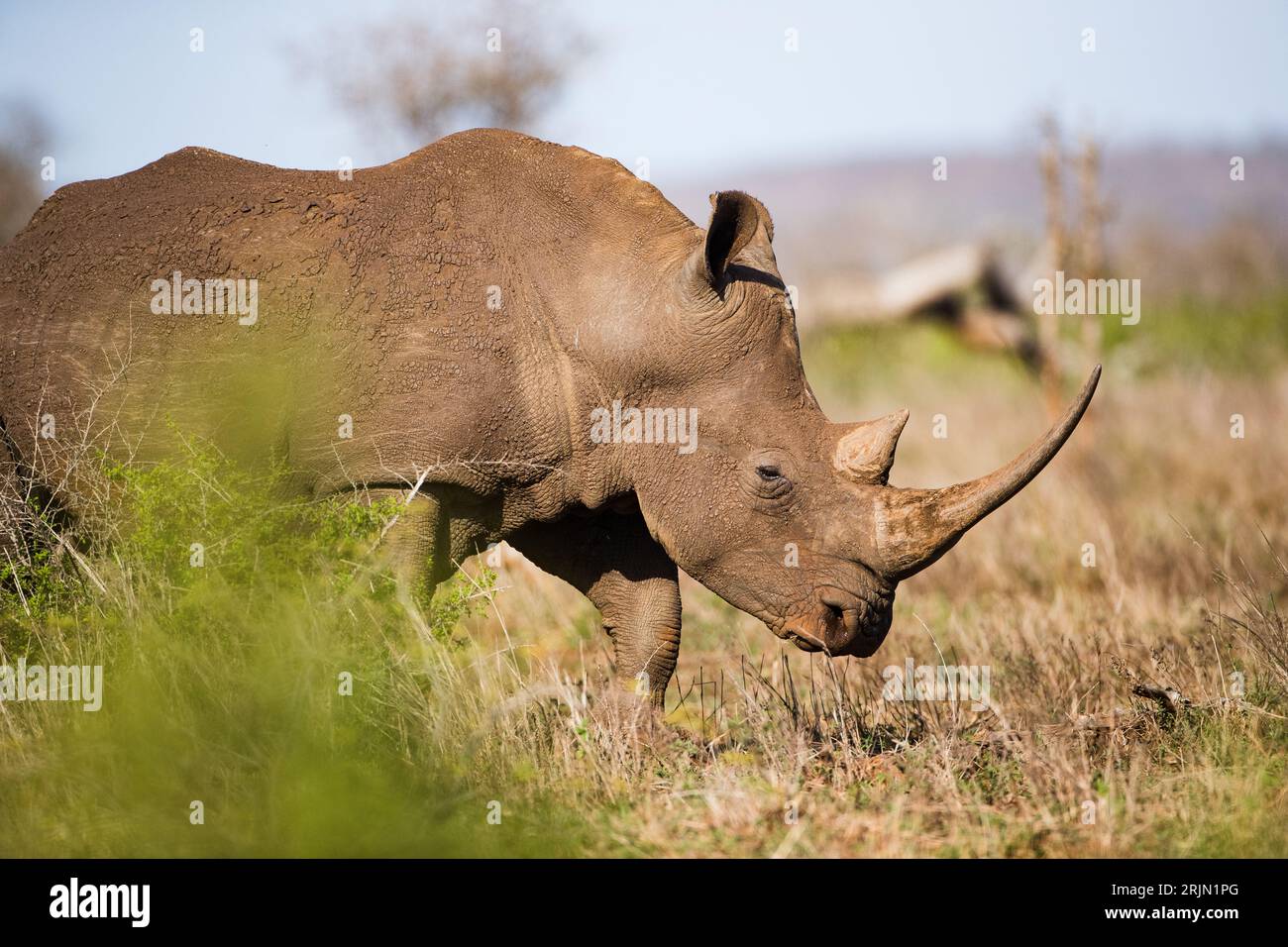 White Rhino nel Parco Nazionale Kruger Sud Africa Foto Stock