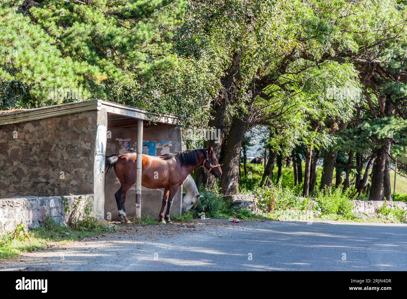Un cavallo marrone con una cavezza si trova davanti a un riparo in pietra di macerie a Stepantsminda (georgiano სტეფანწმინდა, traduzione letterale del nome georgiano: Santo Stefano), regione di Mtskheta-Mtianeti, Georgia. Un cavallo grigio pascola dietro di esso. Poster sbiaditi con ritratti sono attaccati alla parete posteriore del riparo. Alberi alti ombreggiano la strada. La città si trova a circa 1.740 metri sul fiume Terek (georgiano თერგი). Il suo nome risale a un monaco di nome Stefano che vi costruì un eremo. Dal 1925 al 2006 si chiamava Kazbegi. Foto Stock