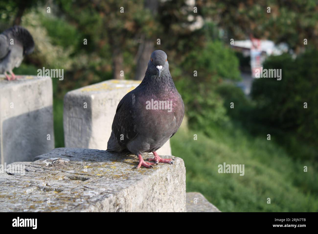 piccione sulle mura della città Foto Stock