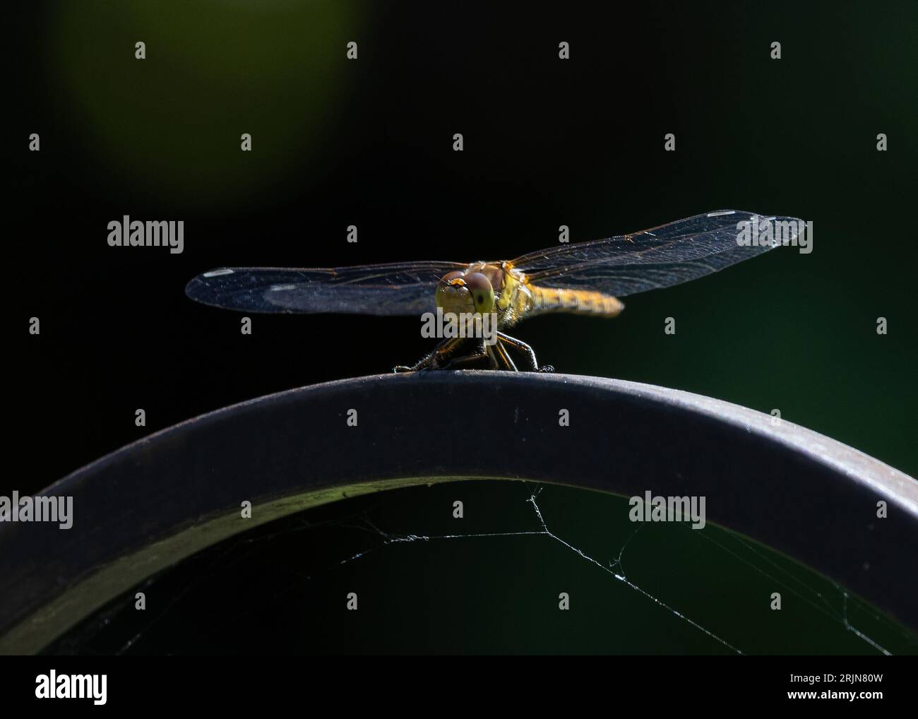 Una libellula del Southern Hawker Foto Stock