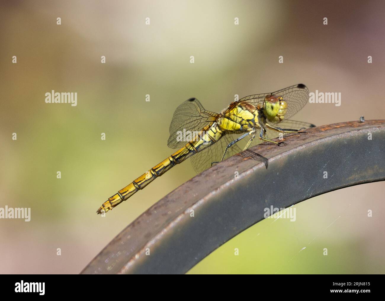 Una libellula del Southern Hawker Foto Stock