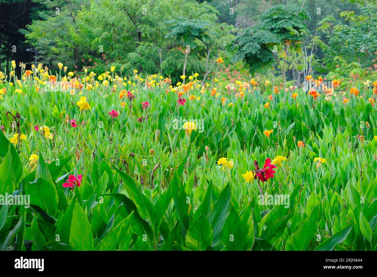 Un giardino lussureggiante con molte piante fiorite Foto Stock