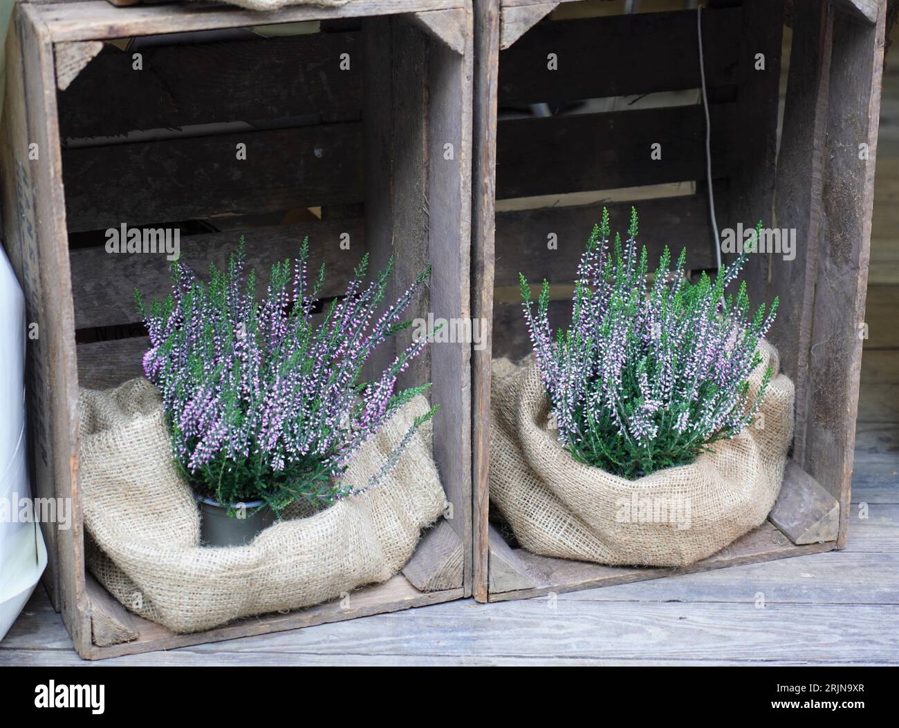 Un'attraente cassa di legno piena di fragranti piante di lavanda si trova sul portico di una casa, aggiungendo un tocco di bellezza e un piacevole profumo Foto Stock