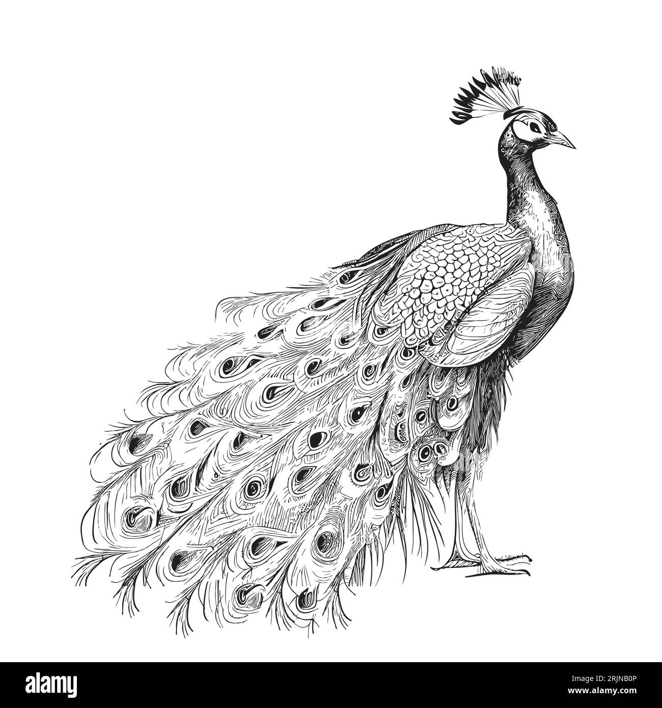 Bellissimo disegno retrò di Peacock Bird disegnato a mano Vector Illustrazione Vettoriale