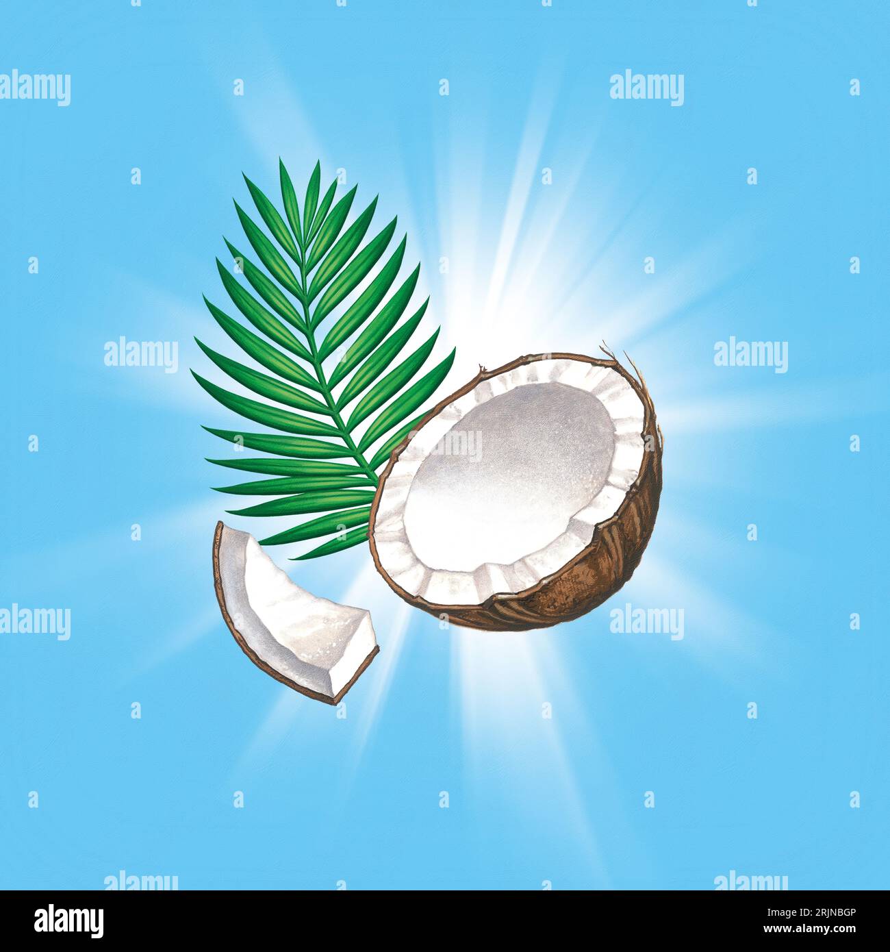 Noce di cocco illustrato con ramo Palm Foto Stock