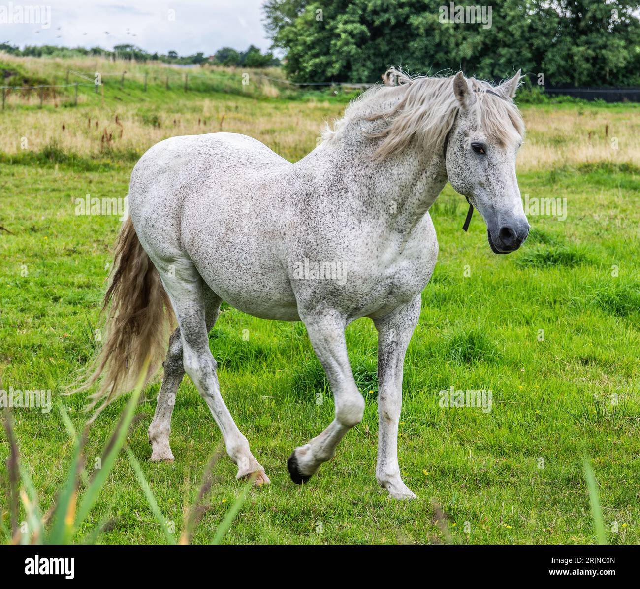 Cavallo bianco punteggiato in un fild in Danimarca Foto Stock