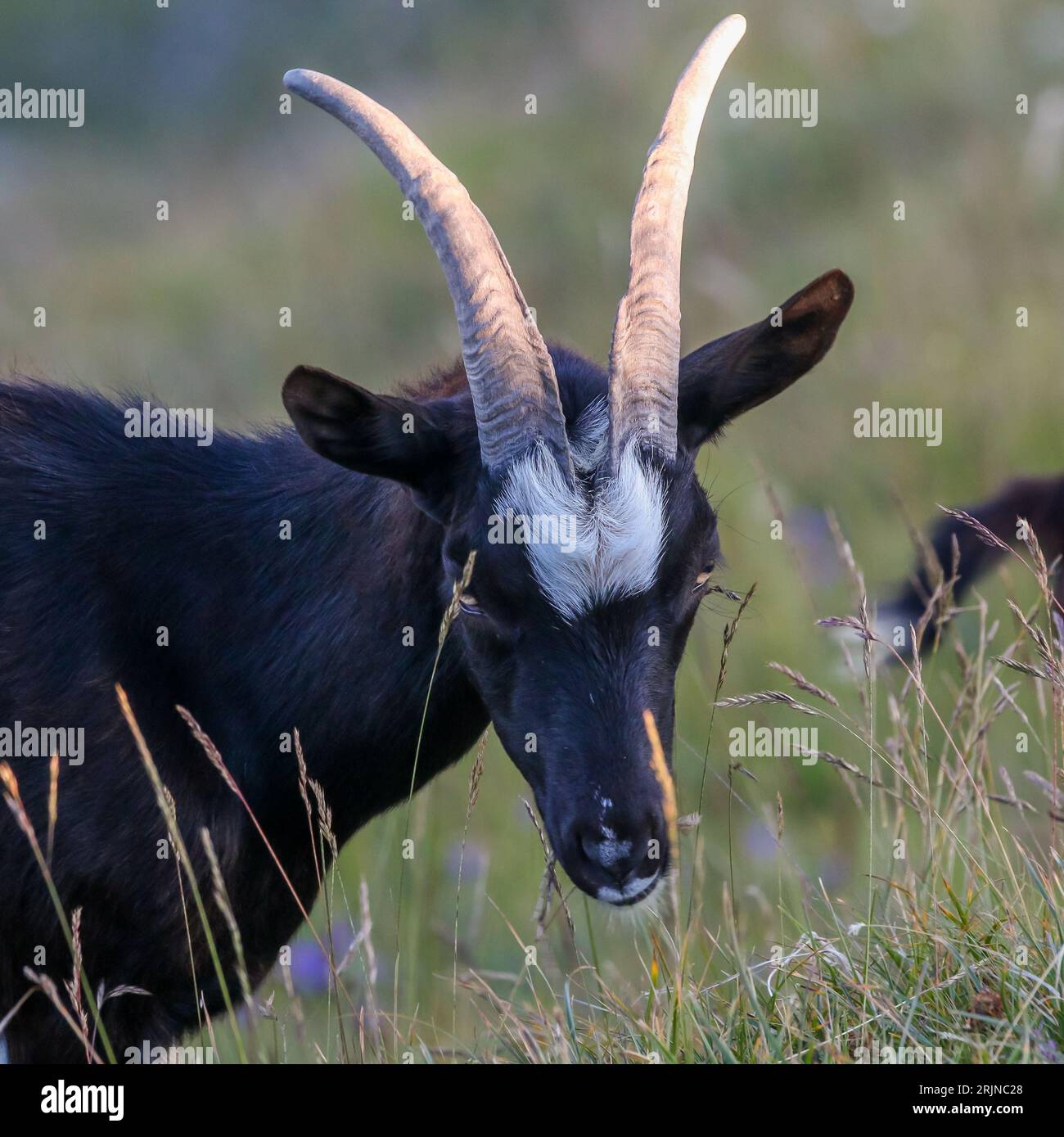 Una capra nera si trova in un prato di erba alta, con due corna che si arricciano dalla testa Foto Stock