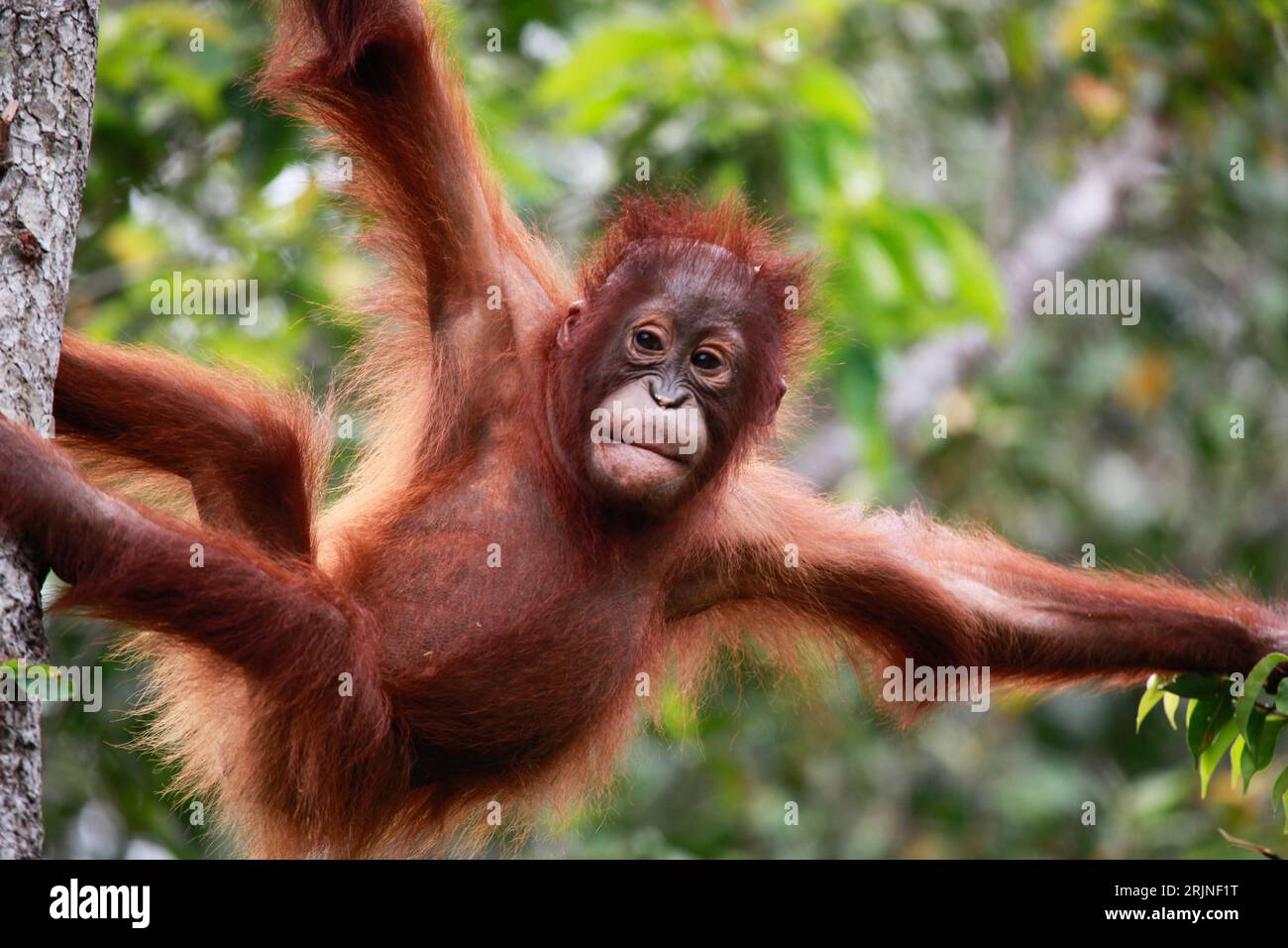 Un primo piano di un giovane orango arroccato sulla cima di un ramo di alberi nel Parco Nazionale Tanjung Putting in Indonesia Foto Stock