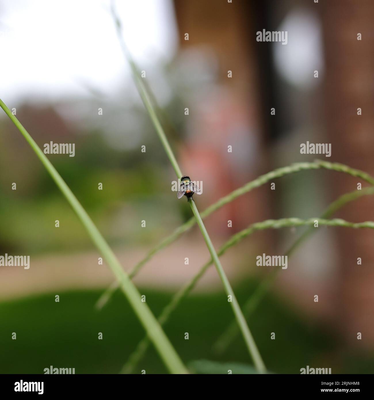 Un piccolo insetto arroccato su una lunga e sottile lama d'erba con uno sfondo sfocato Foto Stock
