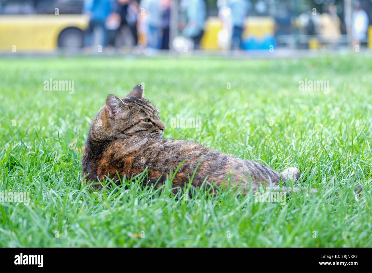 Ravvicinati il gatto marrone scuro che dorme nell'erba del parco. Messa a fuoco selettiva del gatto. Foto Stock