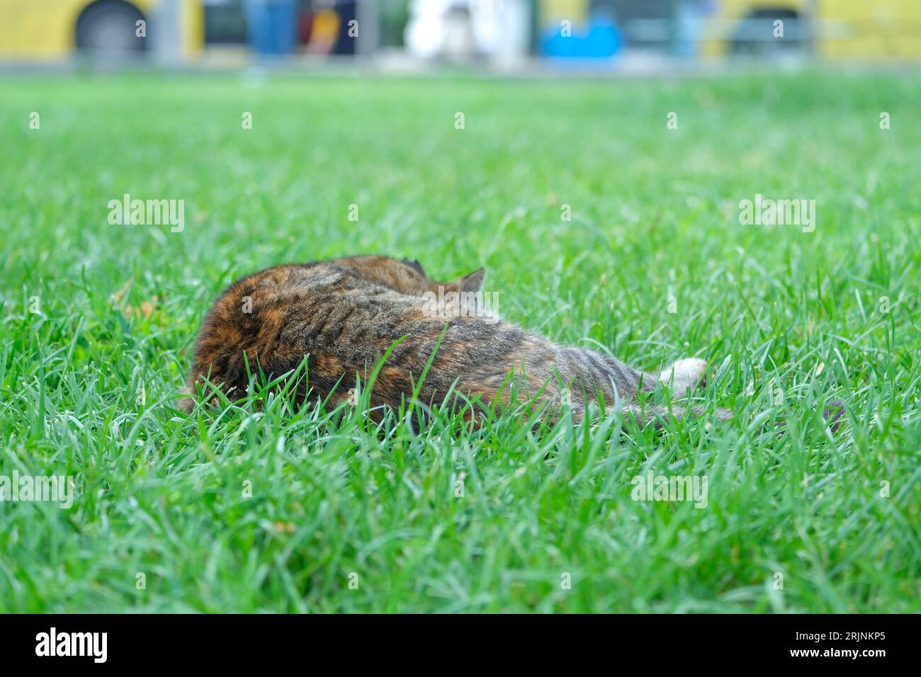 Ravvicinati il gatto marrone scuro che dorme nell'erba del parco. Messa a fuoco selettiva del gatto. Foto Stock