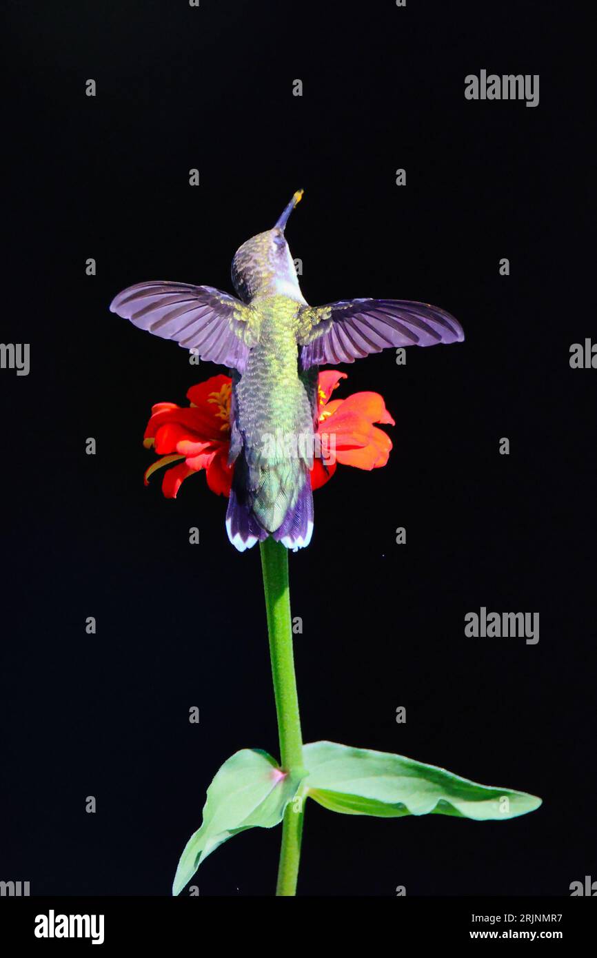 Un primo piano di un colibrì di api (Mellisuga helenae latina) arroccato su un fiore su uno sfondo scuro Foto Stock