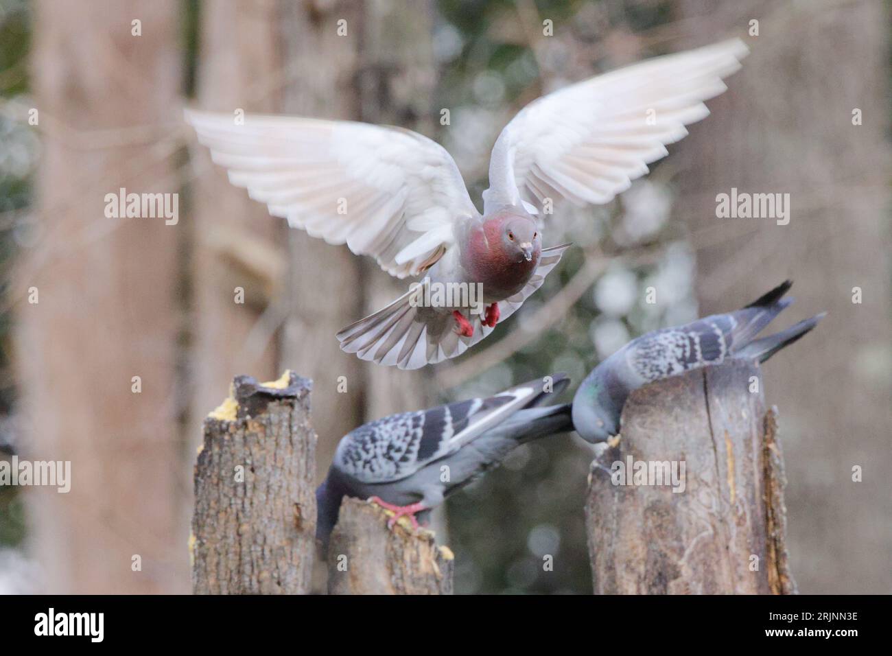 Una colomba bianca che vola attraverso l'aria sopra i pali di legno, mentre altre colombe riposano sopra di loro Foto Stock