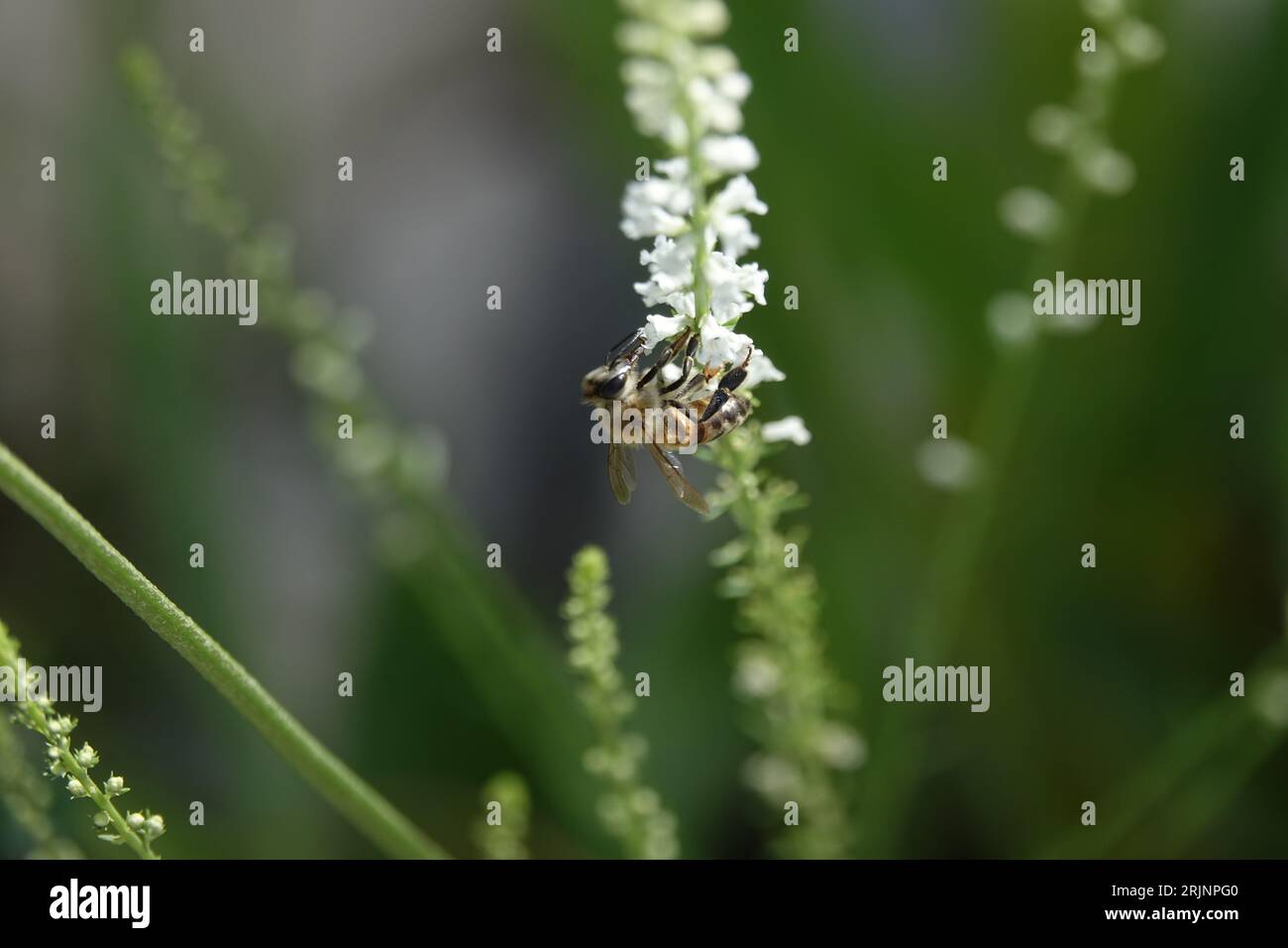 Un primo piano di un'ape su un fiore selvatico nella riserva nazionale della biosfera di Shouf in Libano. Foto Stock