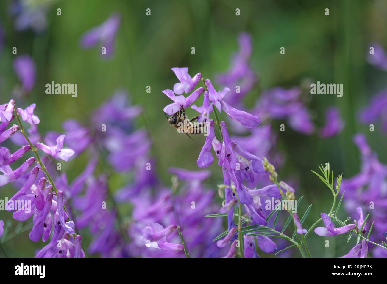 Un primo piano di un'ape su un fiore selvatico nella riserva nazionale della biosfera di Shouf in Libano. Foto Stock