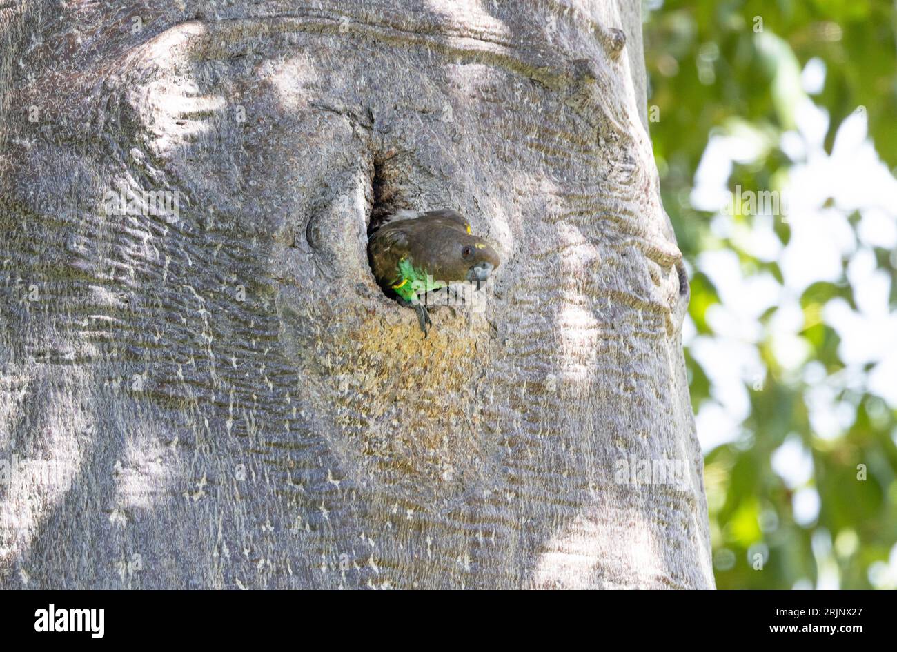 Il pappagallo di Brown o Meyer è un buco nester per abitudine. Il Baobab è spesso utilizzato in quanto fornisce buchi di nido sicuri e saranno utilizzati per anni. Foto Stock