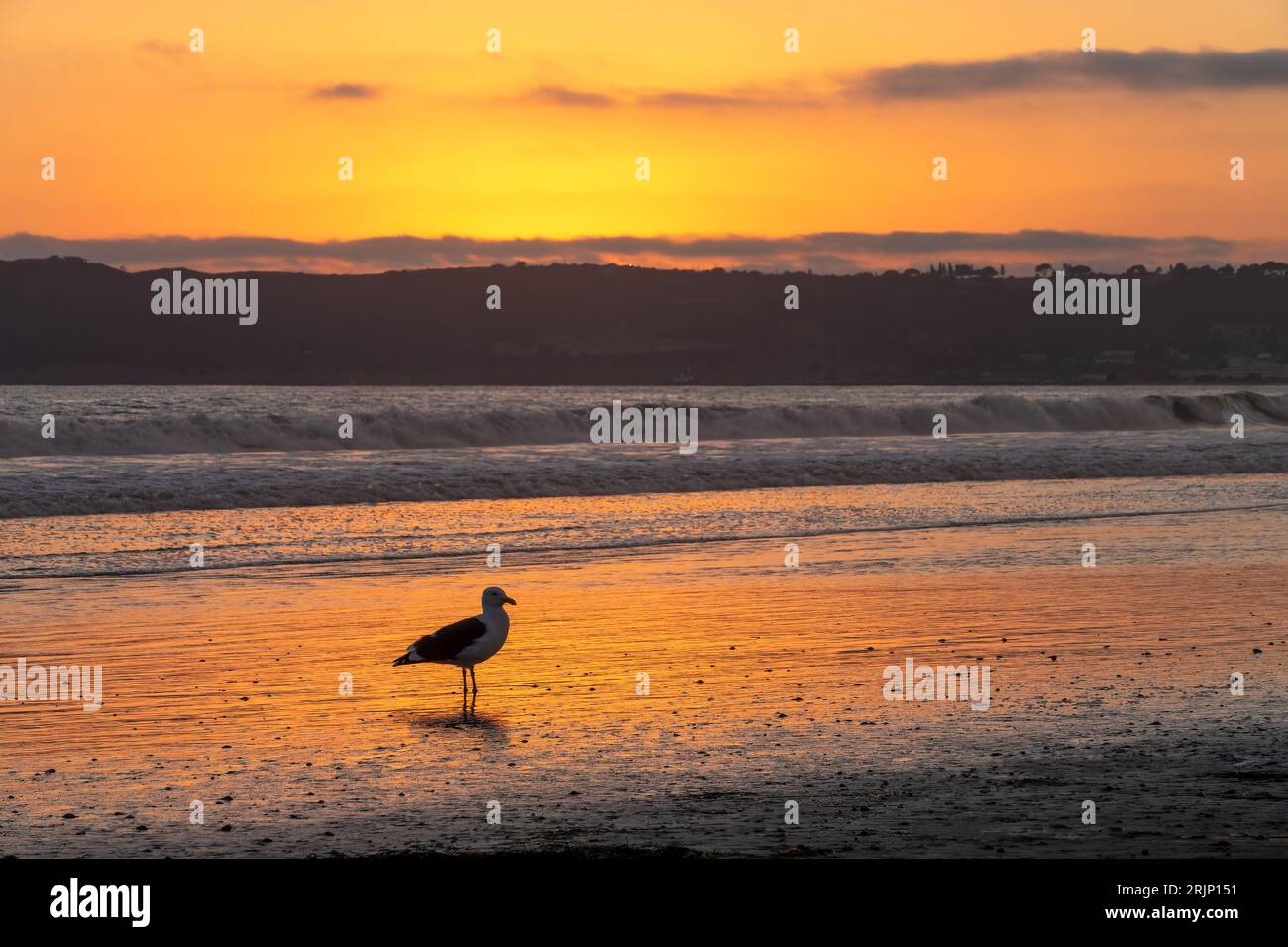 Gabbiano al tramonto sulla spiaggia di Coronado, San Diego, California Foto Stock