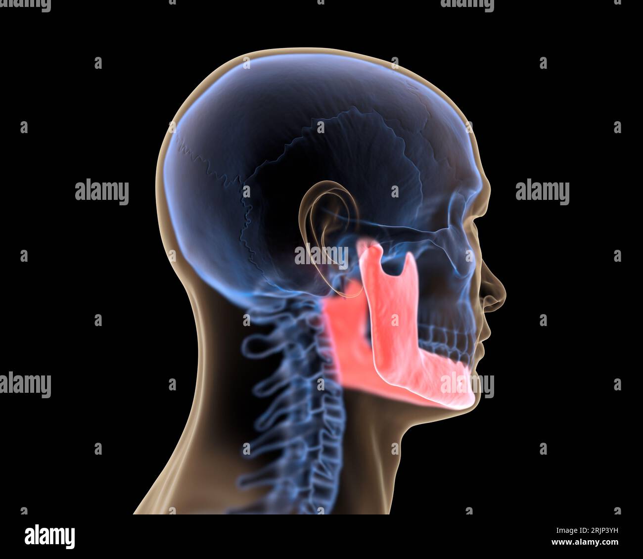 Mandibola a raggi X in rosso Foto Stock