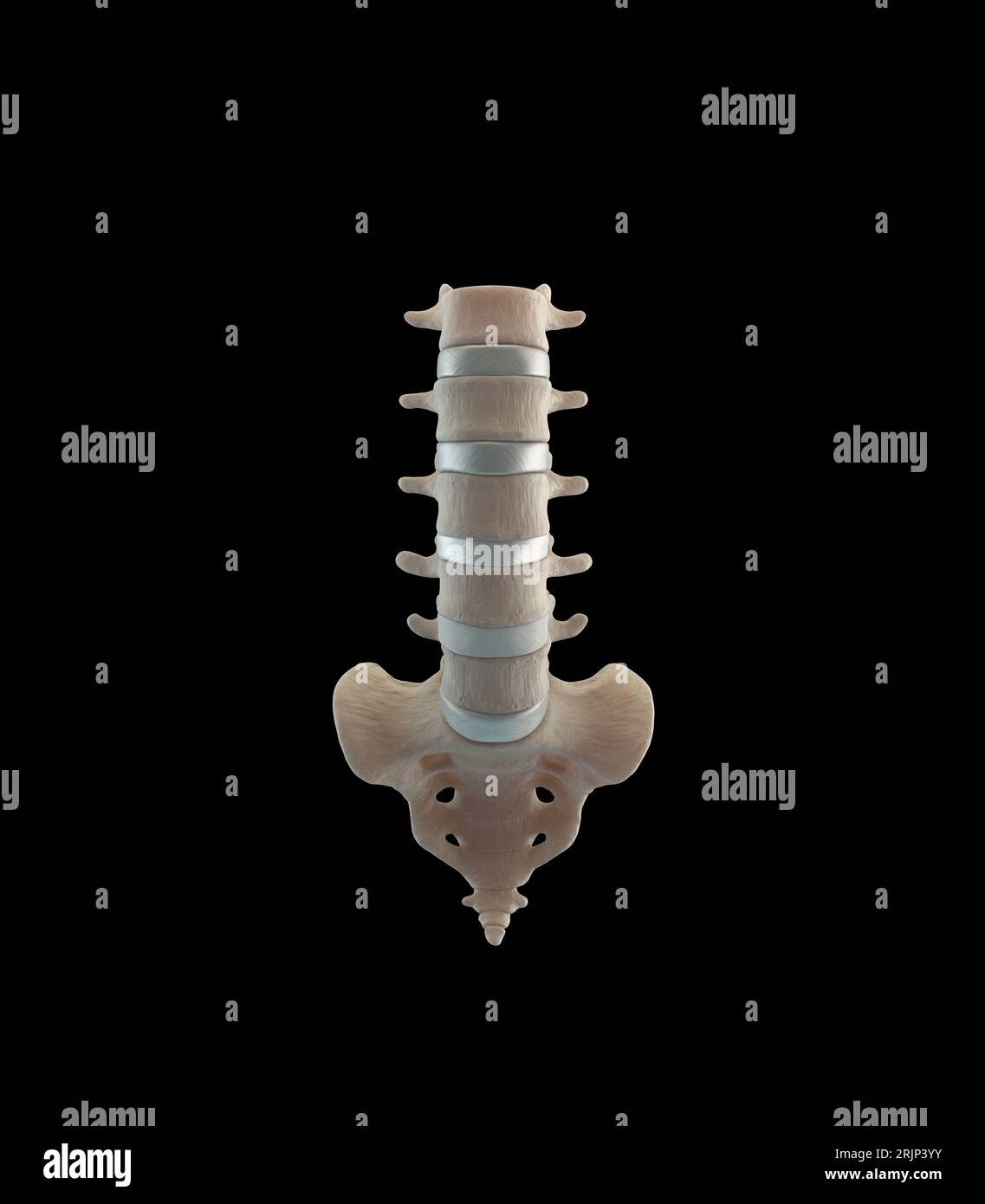 Illustrazione medica 3D della colonna lombare umana Foto Stock