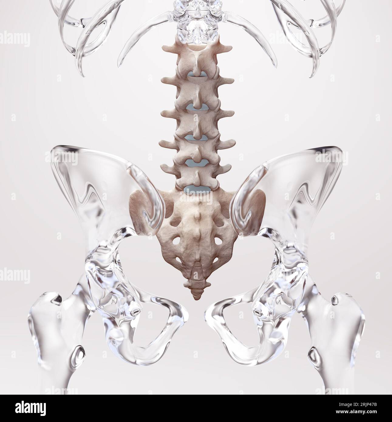 Illustrazione medica 3D di lombare su scheletro umano di vetro Foto Stock