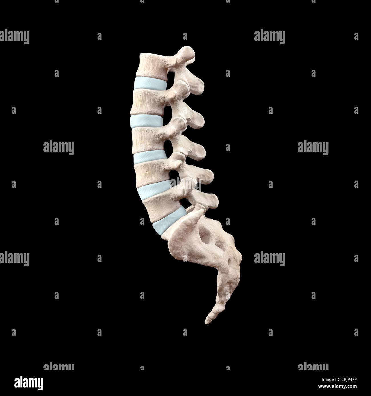 Illustrazione medica 3D della colonna lombare umana Foto Stock